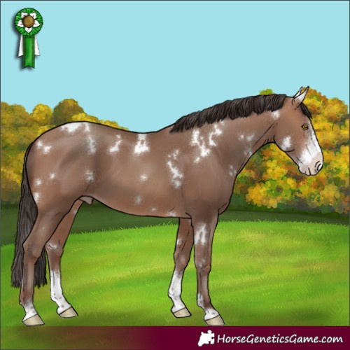 Horse Color:White Spotted Sable Champagne Sabino 