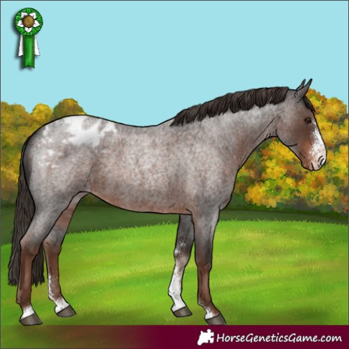 Horse Color:Liver Red Roan Sabino Appaloosa