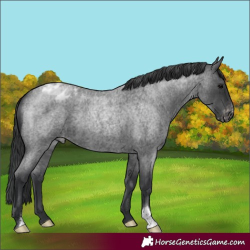 Horse Color:Blue Roan Appaloosa 
