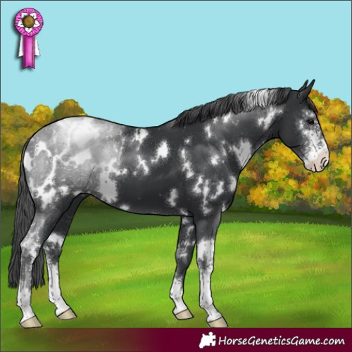 Horse Color:White Spotted Black Sabino Appaloosa