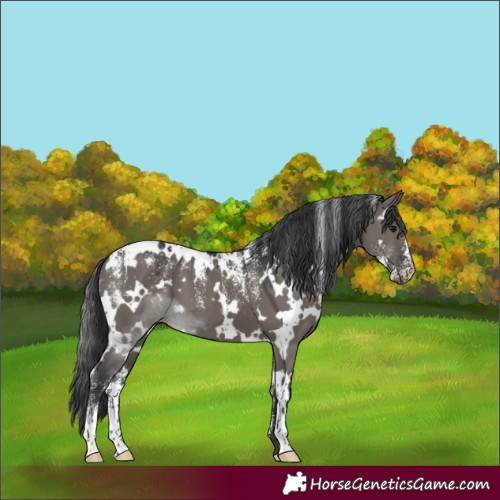 Horse Color:Powder White White Spotted Grullo 