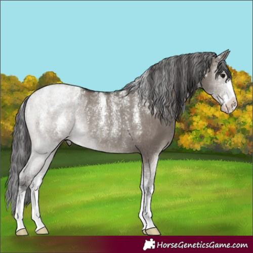 Horse Color:Powder White Smoky Grullo Rabicano 