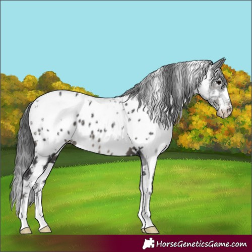 Horse Color:Powder White White Spotted Black Appaloosa 