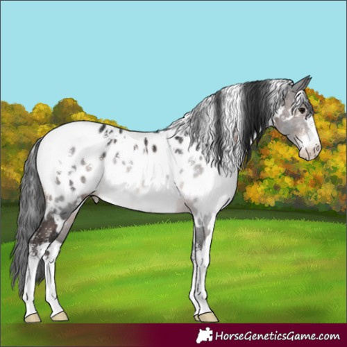 Horse Color:Powder White White Spotted Brown Appaloosa Rabicano 