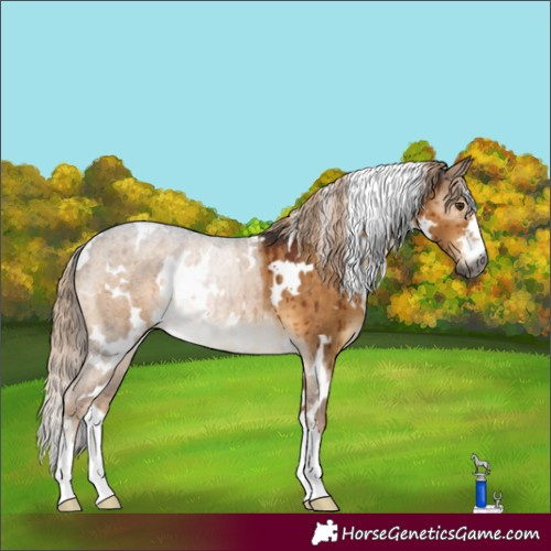 Horse Color:Gray White Spotted Chocolate Palomino Dun Rabicano Brindle 