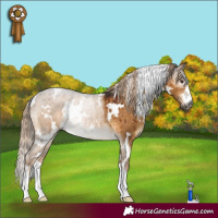 Horse Color:Gray White Spotted Chocolate Palomino Dun Rabicano Brindle