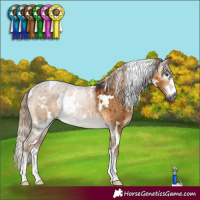 Horse Color:Gray White Spotted Chocolate Palomino Dun Rabicano Brindle 
