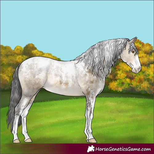 Horse Color:Powder White Buckskin Dun Rabicano 