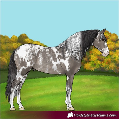 Horse Color:Powder White White Spotted Smoky Grullo Rabicano 
