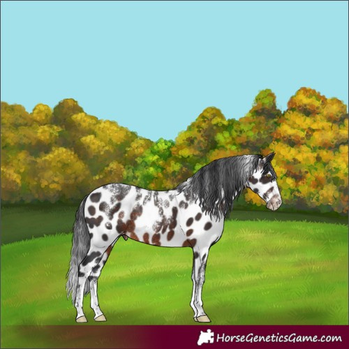 Horse Color:Powder White Brown Appaloosa Rabicano 