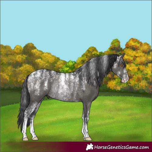 Horse Color:Powder White Grullo Rabicano 