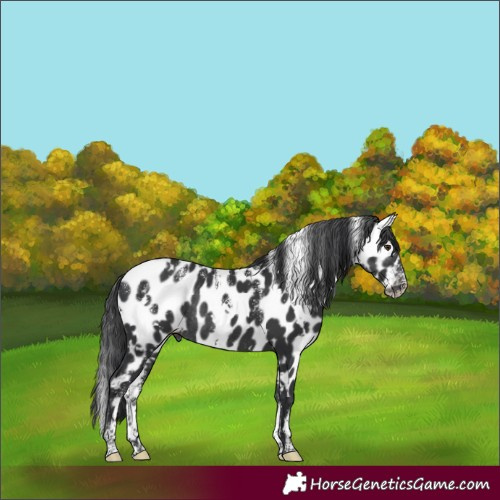 Horse Color:Powder White White Spotted Black Appaloosa Rabicano 