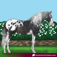 Horse Color:Brown Sabino Splash Tobiano Blanket Rabicano 