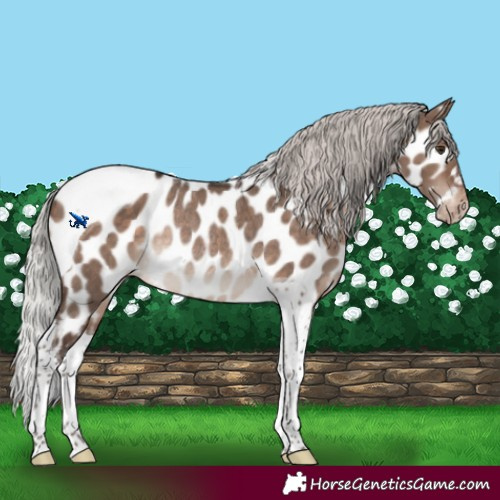 Horse Color:Silver Brown Dun Mushroom Tobiano Appaloosa Rabicano 