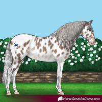 Horse Color:Silver Brown Dun Mushroom Tobiano Appaloosa Rabicano 