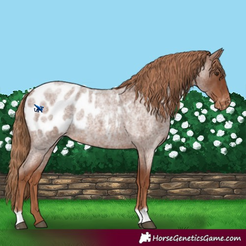 Horse Color:Red Roan Appaloosa Rabicano 