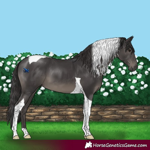 Horse Color:Smoky Black Tobiano