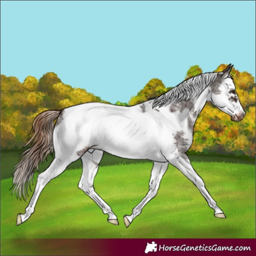 Horse Color:Liver Chestnut Sabino Splash Tobiano Frame Appaloosa 