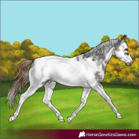 Horse Color:Liver Chestnut Sabino Splash Tobiano Frame Appaloosa 