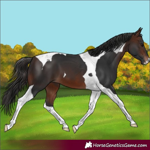 Horse Color:Brown Tobiano