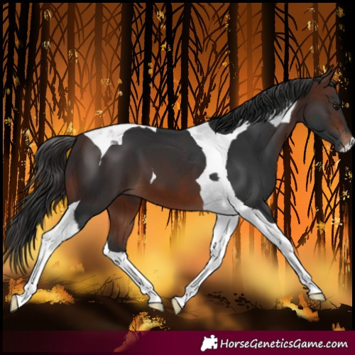 Horse Color:Brown Tobiano 