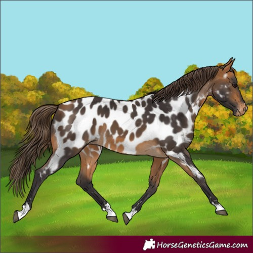 Horse Color:Buckskin Near Leopard