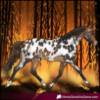 Horse Color:Buckskin Near Leopard