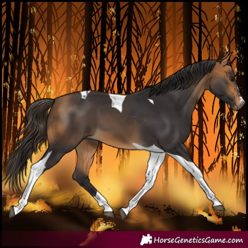 Horse Color:Buckskin Tobiano 