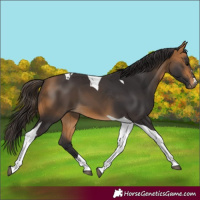Horse Color:Buckskin Tobiano