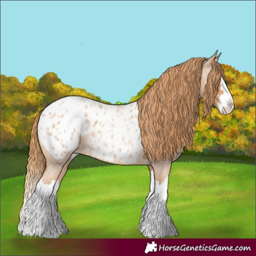 Horse Color:Red Roan Splash Appaloosa 