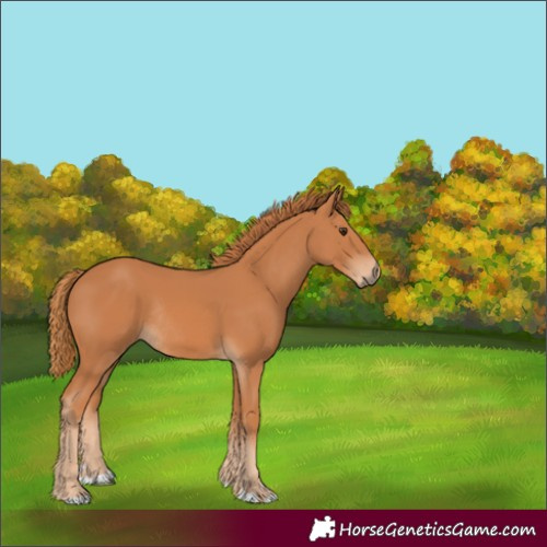 Horse Color:Chestnut Rabicano 