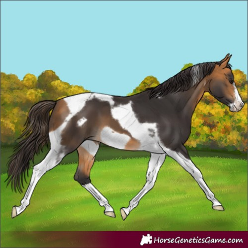 Horse Color:Buckskin Tobiano Frame 