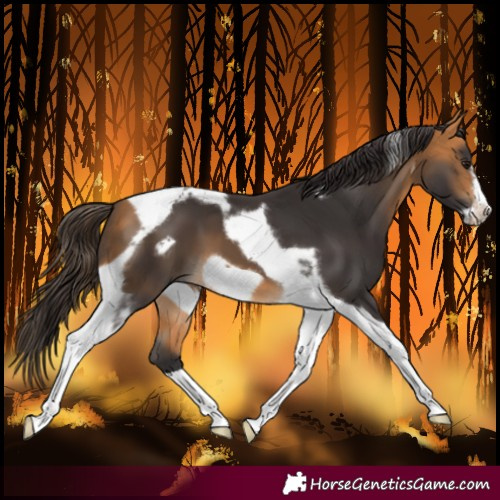Horse Color:Buckskin Tobiano Frame 