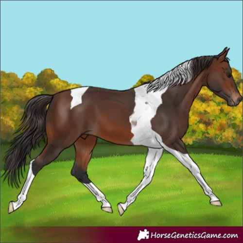 Horse Color:Brown Tobiano
