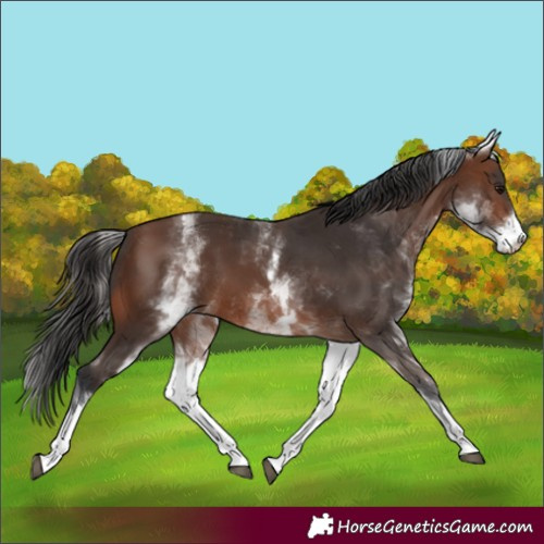 Horse Color:White Spotted Brown