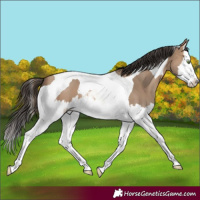 Horse Color:Sable Champagne Sabino Splash Tobiano