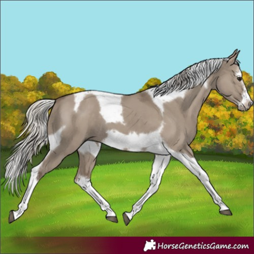 Horse Color:Silver Grullo Splash Tobiano Frame 