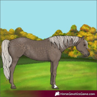 Horse Color:Silver Black 