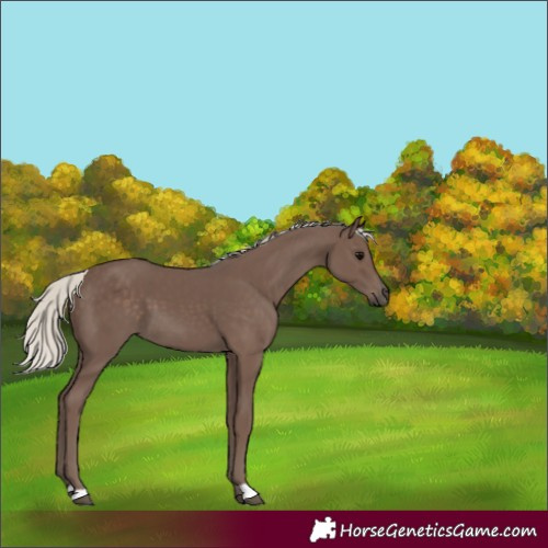 Horse Color:Silver Black