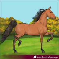 Horse Color:Bay 