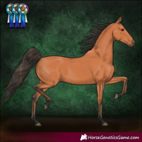 Horse Color:Bay 