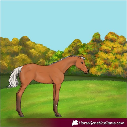 Horse Color:Silver Bay