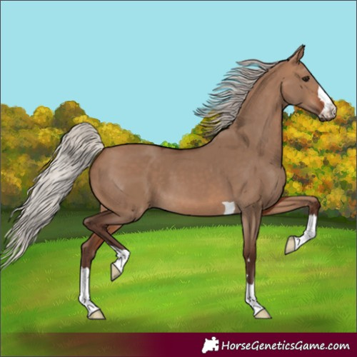 Horse Color:Silver Brown Dun 