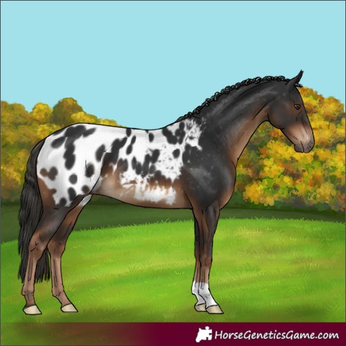 Horse Color:Gray Liver Chestnut Appaloosa 