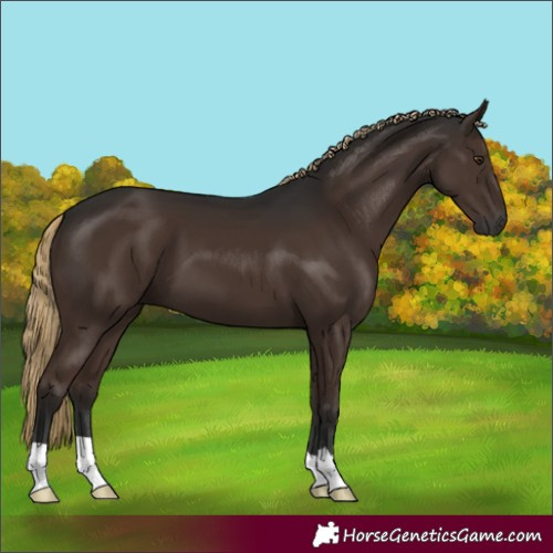 Horse Color:Gray Liver Chestnut 