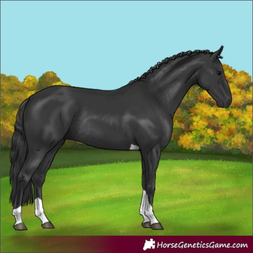 Horse Color:Black Tobiano Rabicano