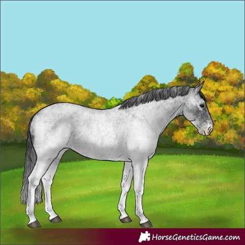 Horse Color:White Spotted Blue Roan Rabicano and White Spotted Blue Roan Rabicano