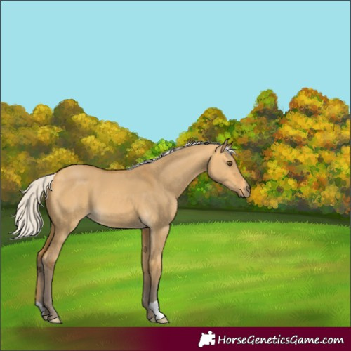 Horse Color:Silver Buckskin Dun