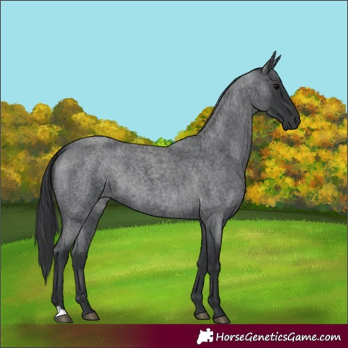 Horse Color:Blue Roan