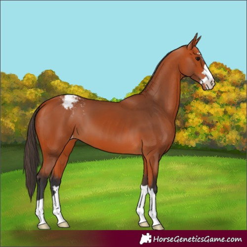 Horse Color:Bay Appaloosa 